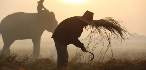 Curiosités du riz: Découvrez les secrets et les faits intéressants