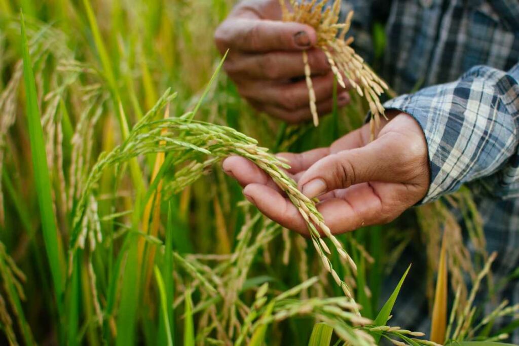 Économies et durabilité culture du riz dans les rizières