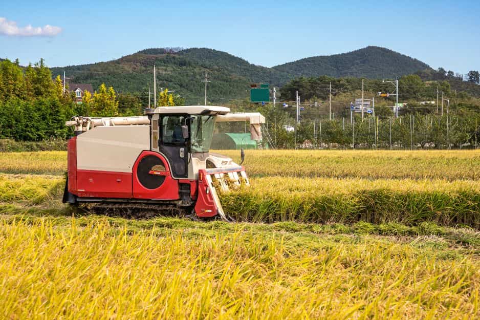 كيف يتم حصاد الأرز؟ كل شيء عن زراعتنا