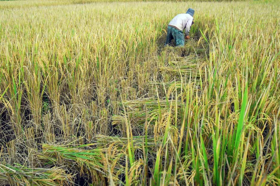 الحصاد التقليدي للأرز