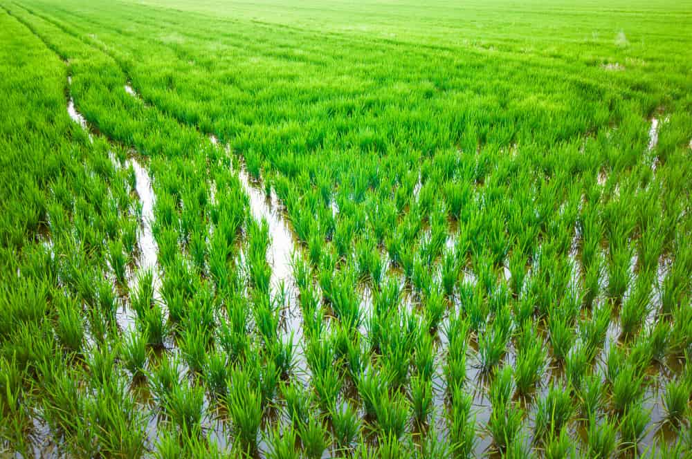 تقنيات زراعة الأرز: من البذور إلى الحصاد