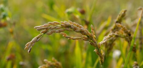 plante de riz