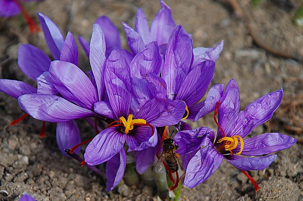 Fleurs du safran 