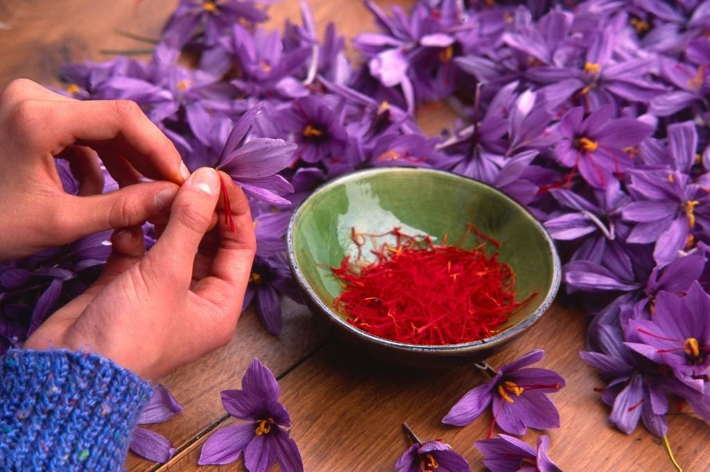 Une femme entrain de récolter soigneusement les stigmates rouges du crocus à safran, entourée de nombreuses fleurs de safran sur une table en bois, avec un bol vert rempli de filaments de safran.