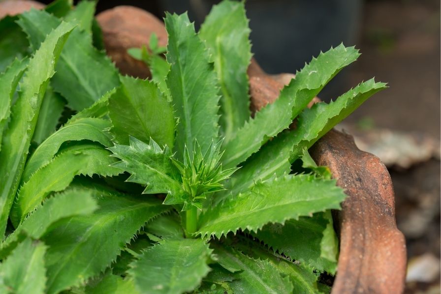 Tout savoir sur la coriandre longue : bienfaits, usages et culture