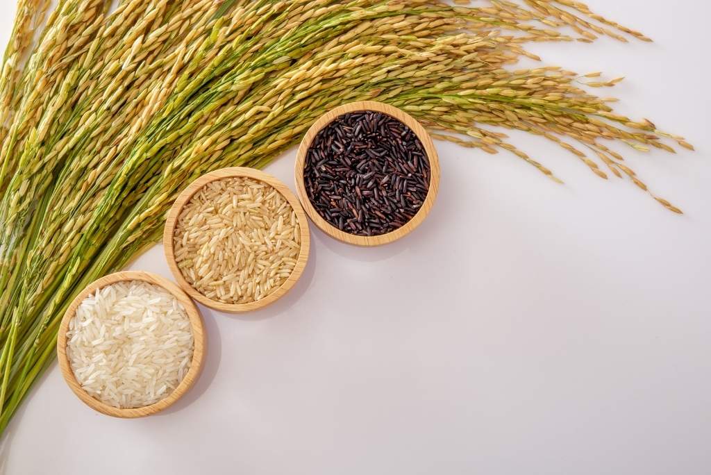 أنواع مختلفة من الأرز مع نبات الأرز