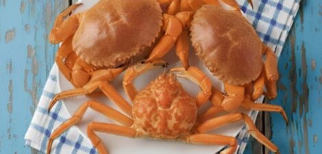 Différences entre l'araignée de mer et le crabe