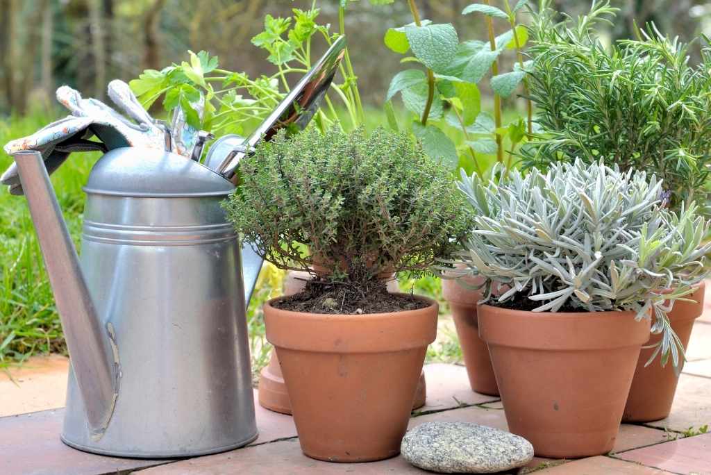 أحواض تحتوي على أعشاب عطرية مثل الزعتر والخزامى وإكليل الجبل بجانب إبريق معدني في حديقة.