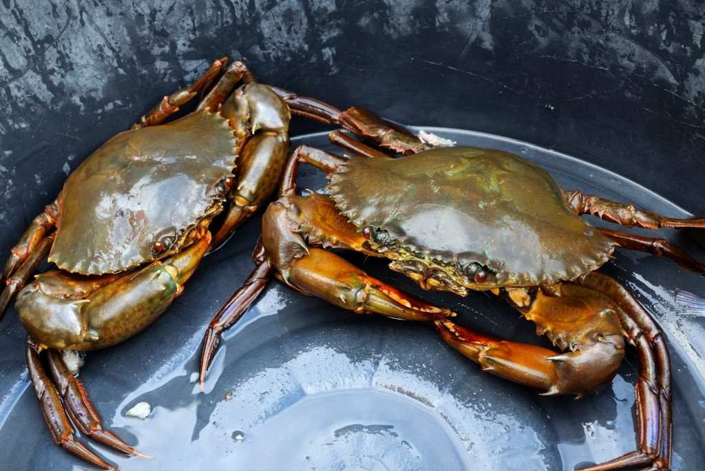 سرطانان بحريان بلون داكن داخل دلو بلاستيكي أسود.