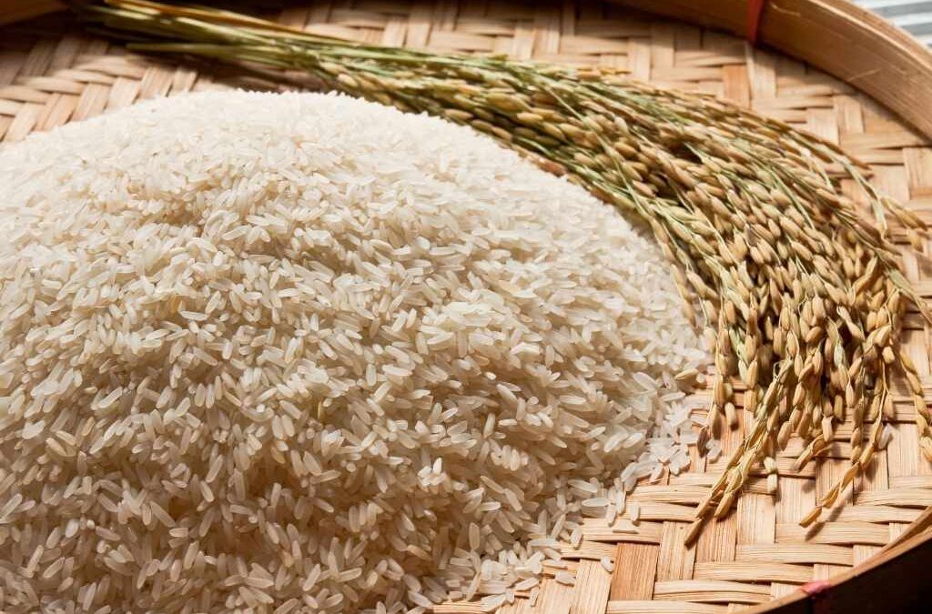 Le riz contient-il du gluten ? Découvrez la vérité et protégez votre santé